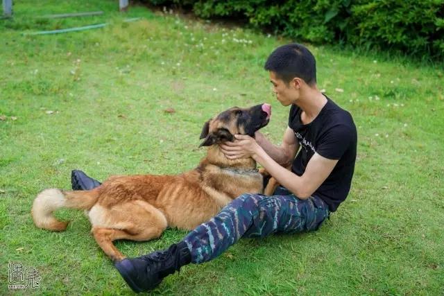 走进公司犬防训练基地 目睹警犬风采