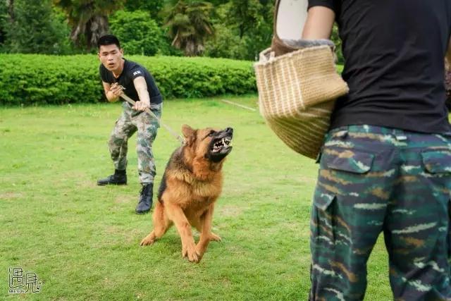 走进公司犬防训练基地 目睹警犬风采