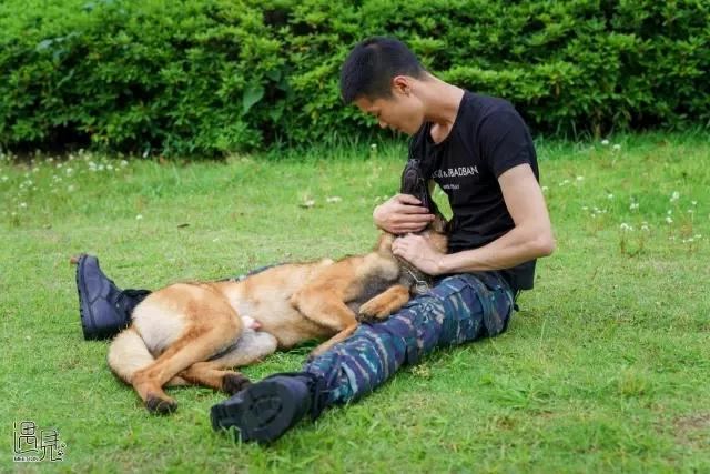 走进公司犬防训练基地 目睹警犬风采