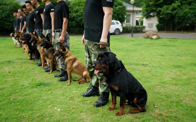 走进公司犬防训练基地 目睹警犬风采